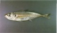 Carapau 